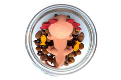 Memo the baby axolotl