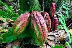 Bachelor's Hall- Jamaica 70% Sticks