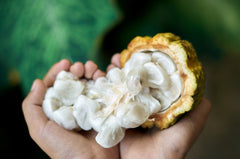 Cacao pod fruit Gelato *factory exclusive