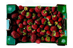 Niagara Strawberry & forced Rhubarb Gelato *factory exclusive