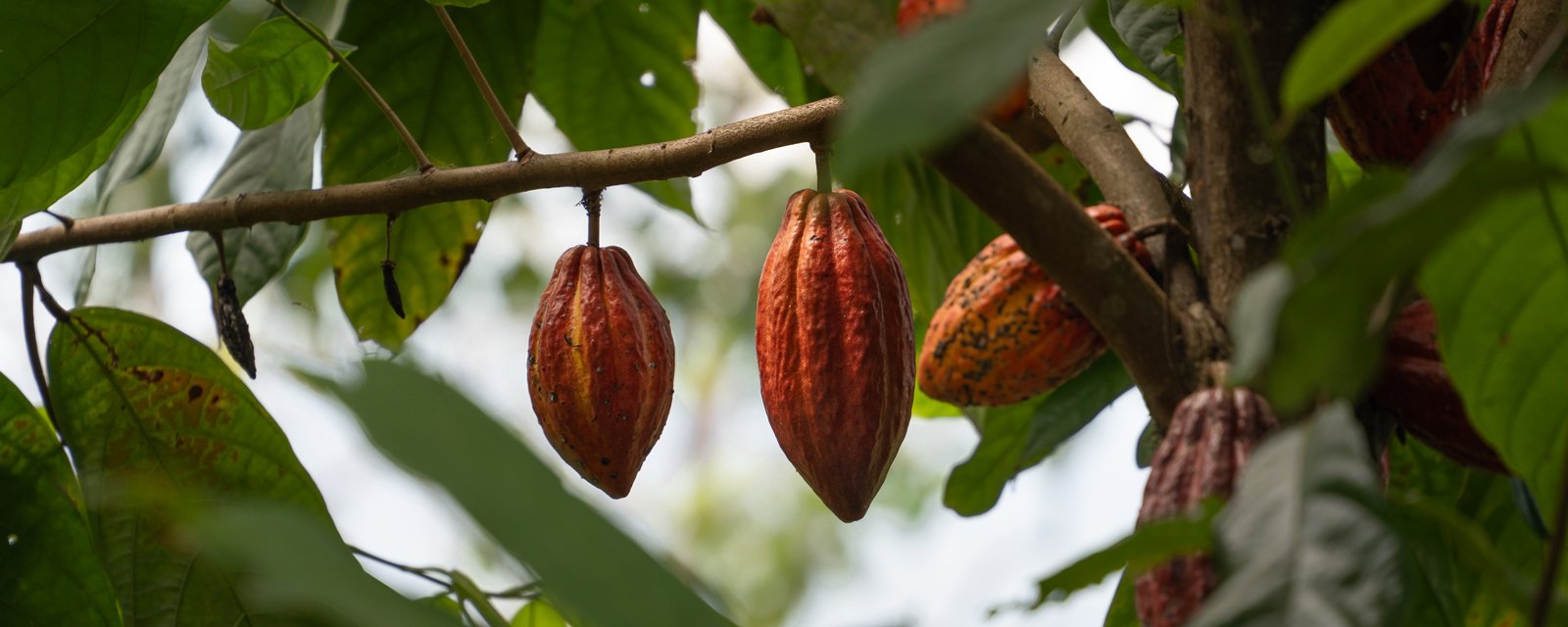 Travel to the chocolate lands with us.