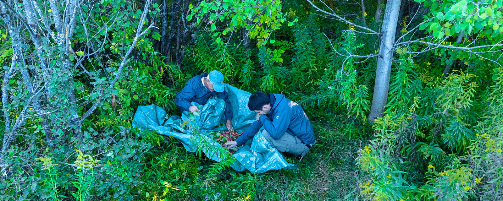 Picking Wild Apples in Lindsay